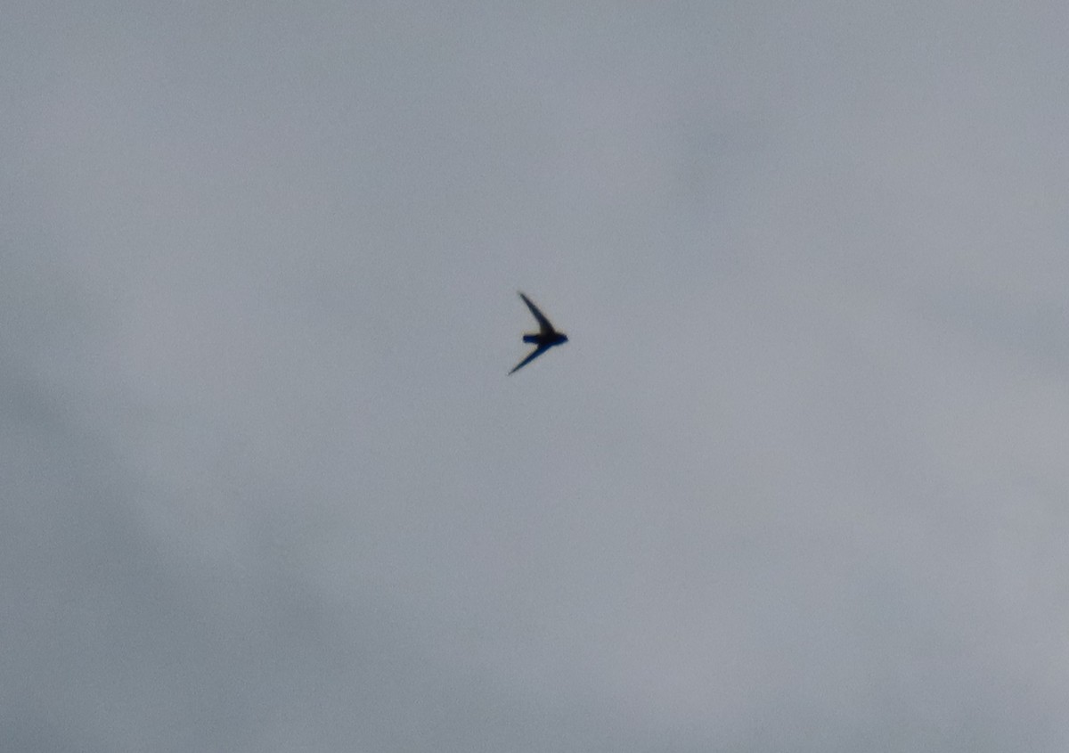 アフリカコシジロアマツバメ - ML646231675