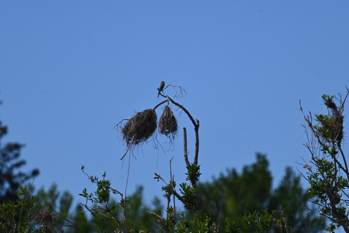 ハチクイ - ML646231678