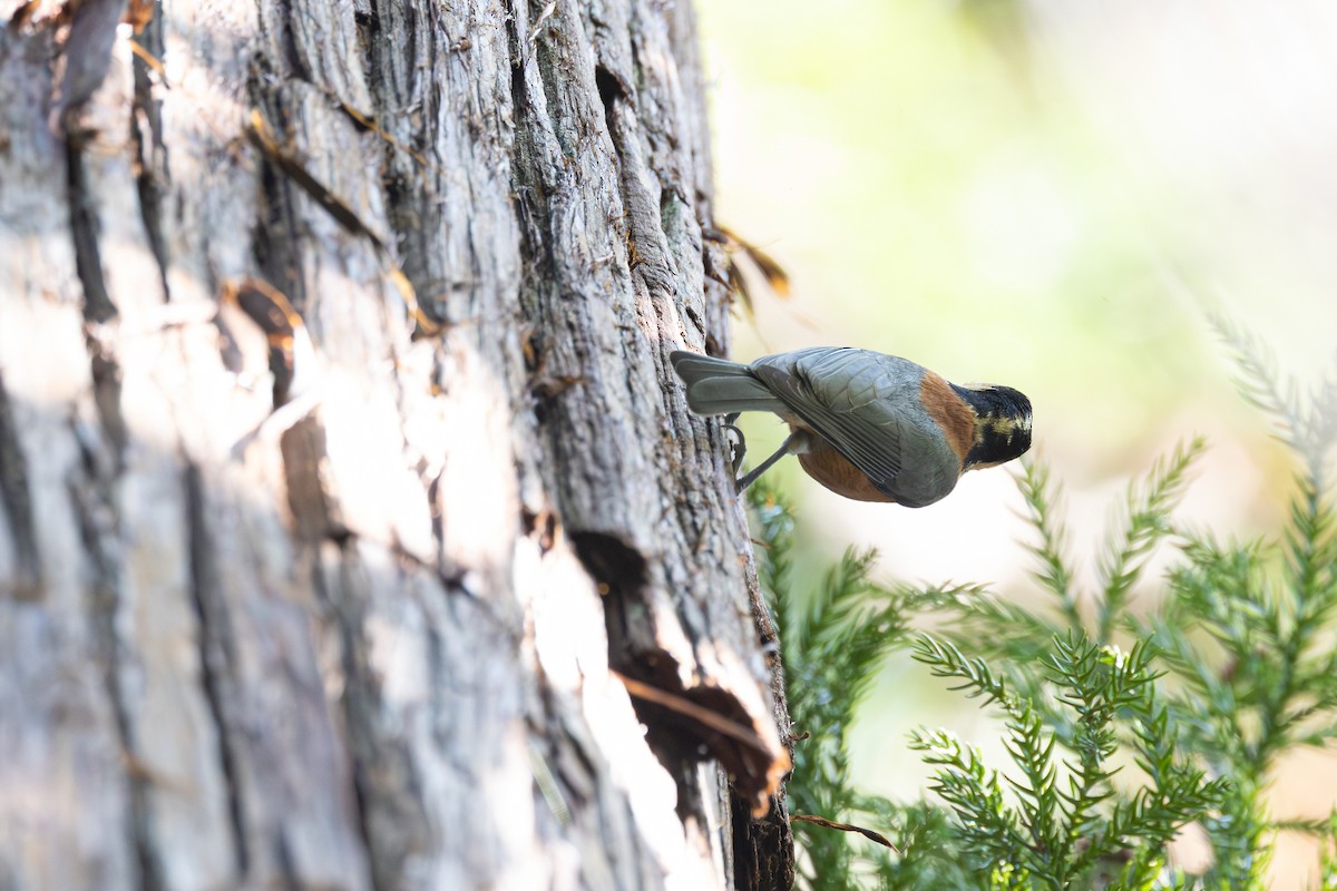 ヤマガラ - ML646231679