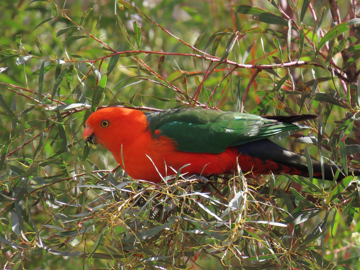 キンショウジョウインコ - ML646231680
