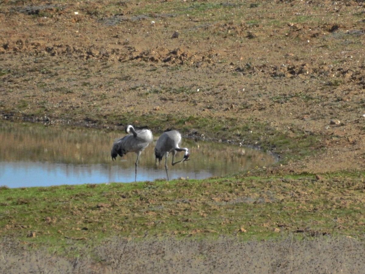 クロヅル - ML646231681