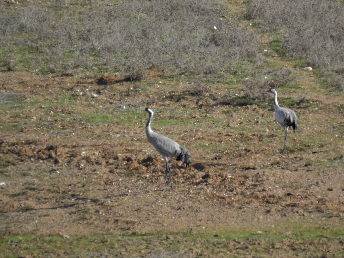 クロヅル - ML646231682