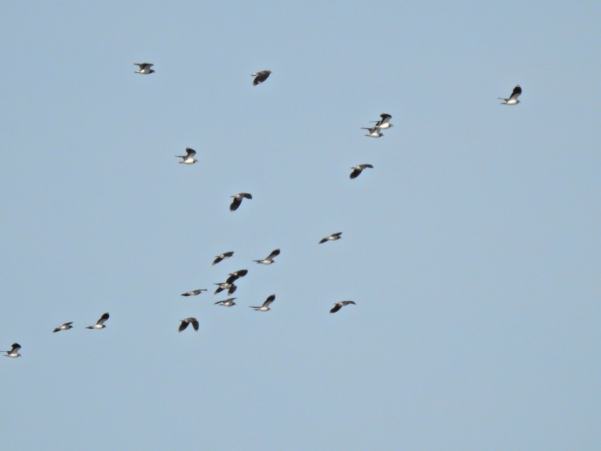 タゲリ - ML646231683