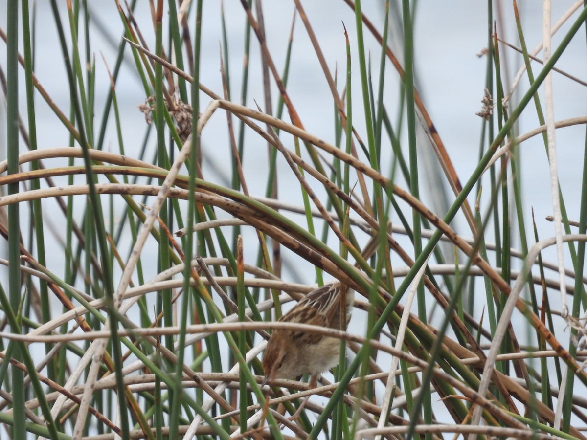 シマオオセッカ - ML646231684