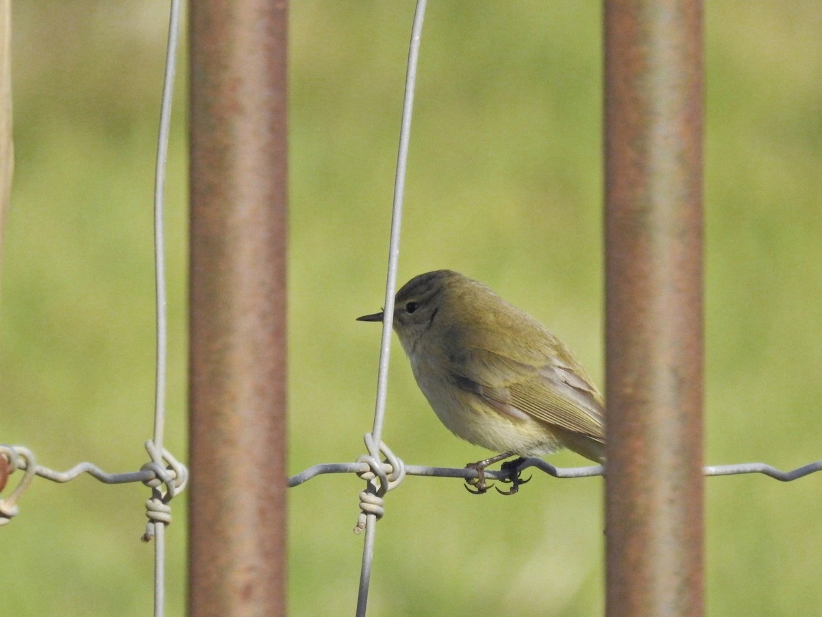 チフチャフ - ML646231685