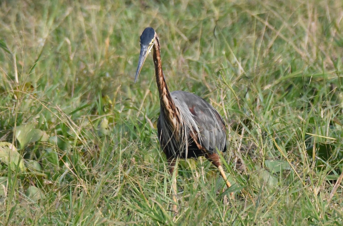 ムラサキサギ - ML646231687