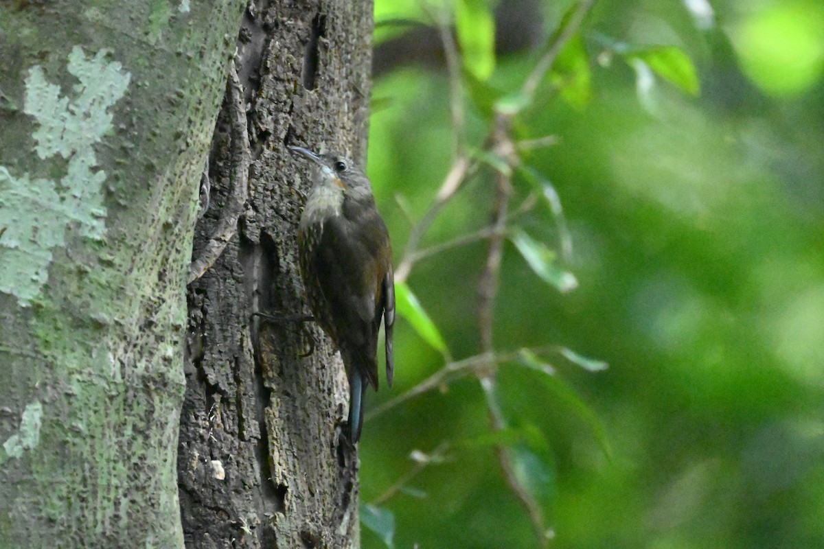 ノドジロキノボリ - ML646231688