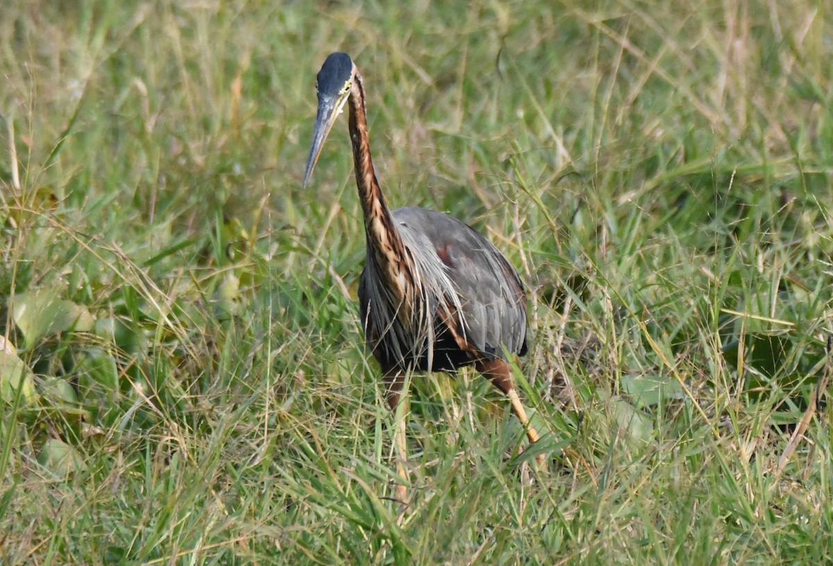 ムラサキサギ - ML646231689