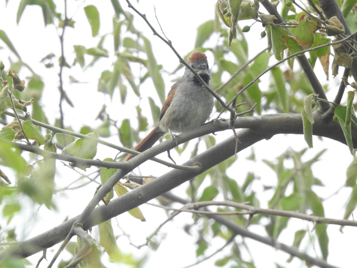 ハイビタイカマドドリ - ML646231691