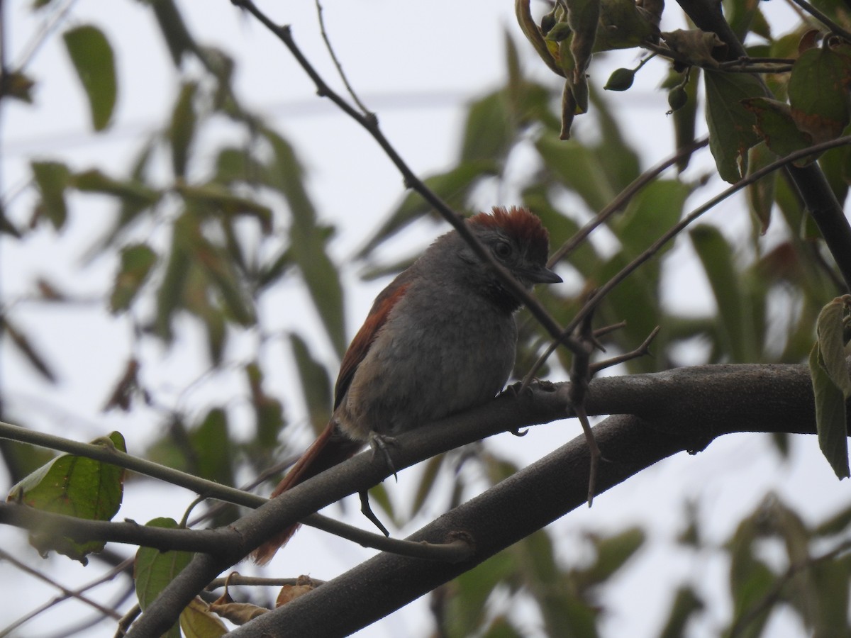 ハイビタイカマドドリ - ML646231692