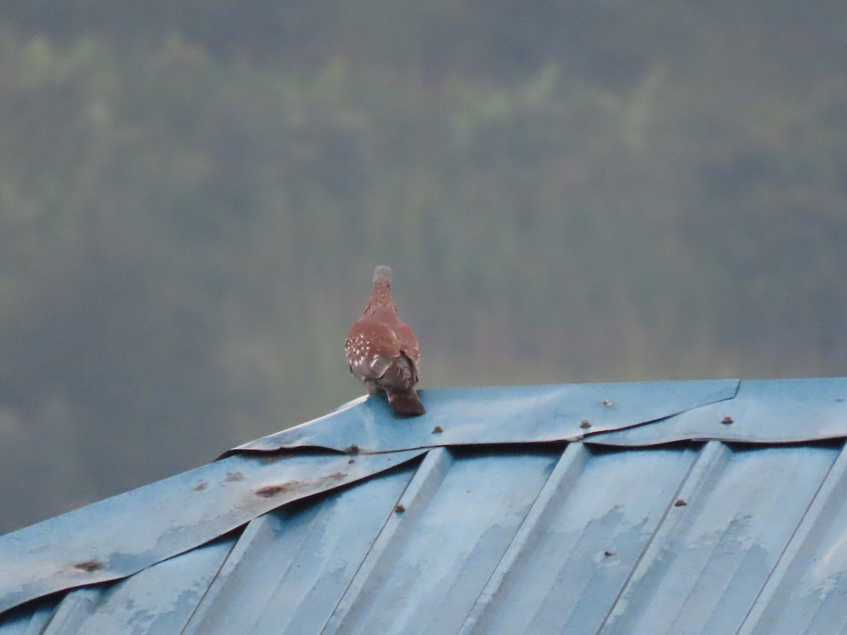 Paloma de Guinea - ML646231693