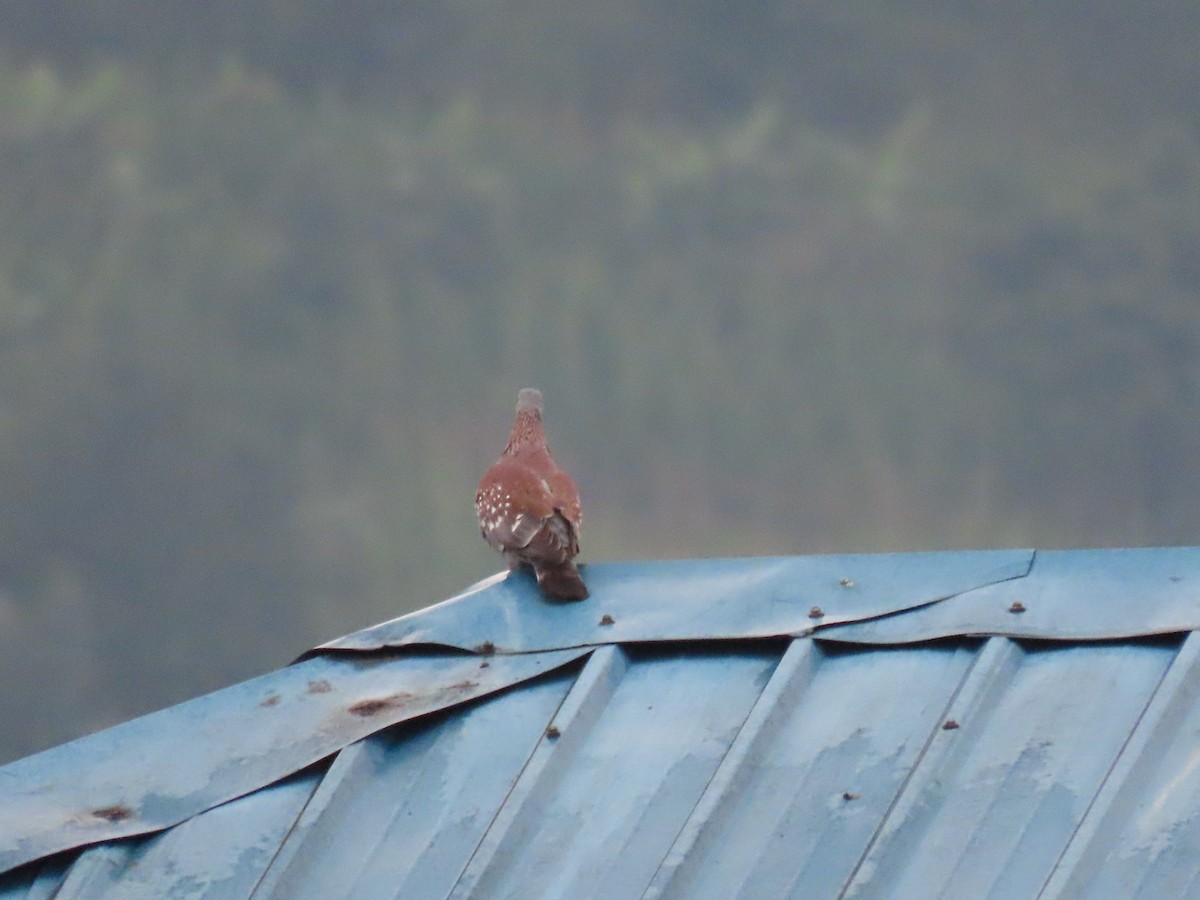 ウロコカワラバト - ML646231694