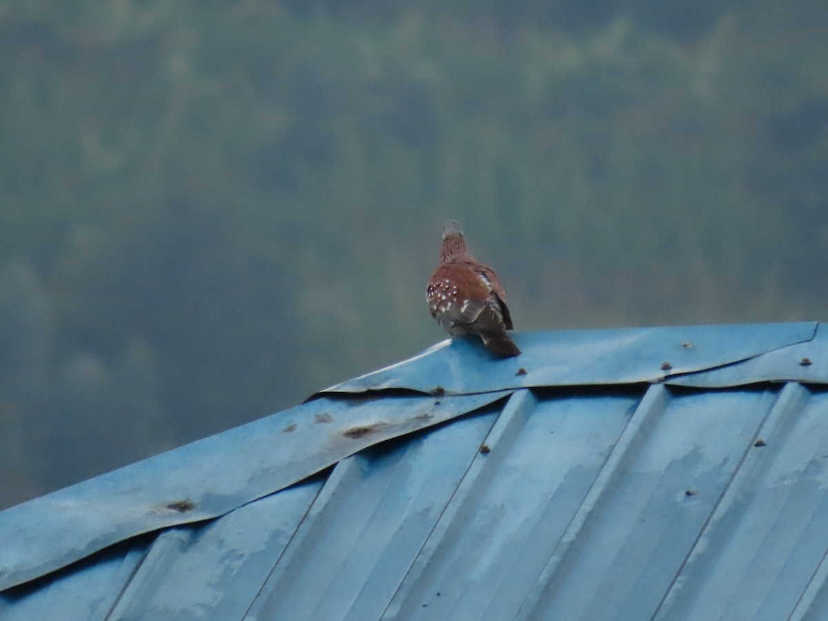 Paloma de Guinea - ML646231695