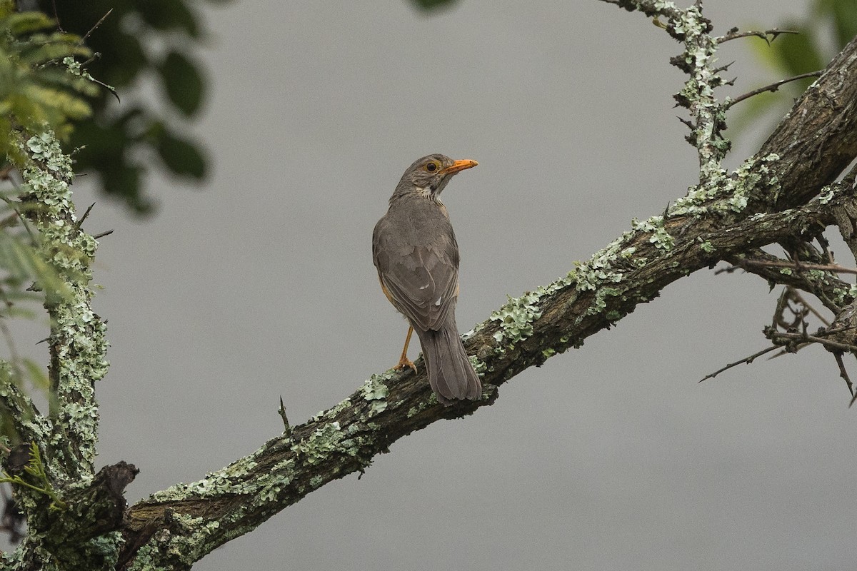 キアシオリーブツグミ - ML646231696