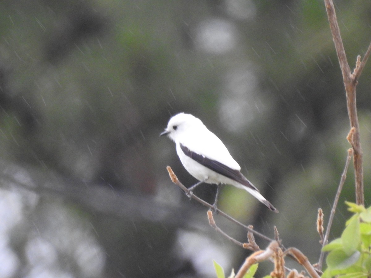 シロタイランチョウ - ML646231697