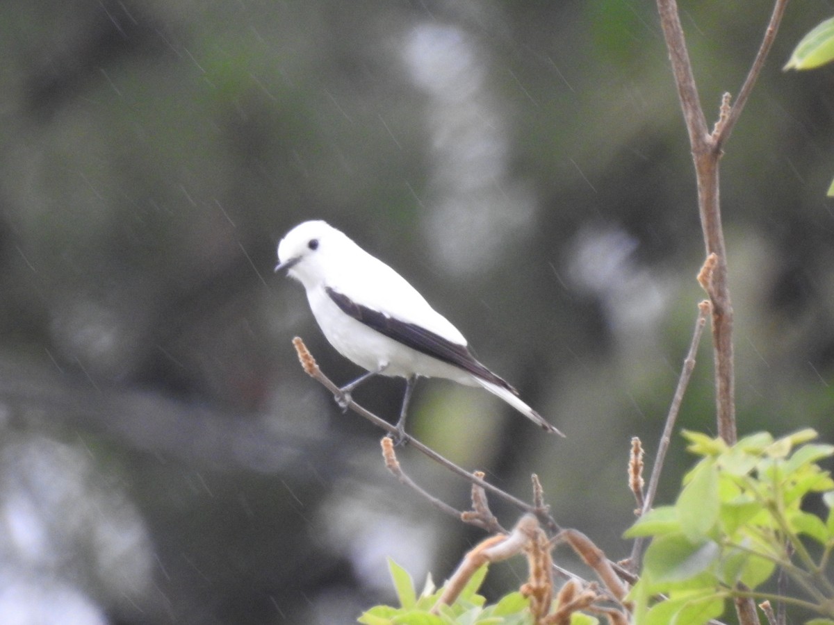 シロタイランチョウ - ML646231698