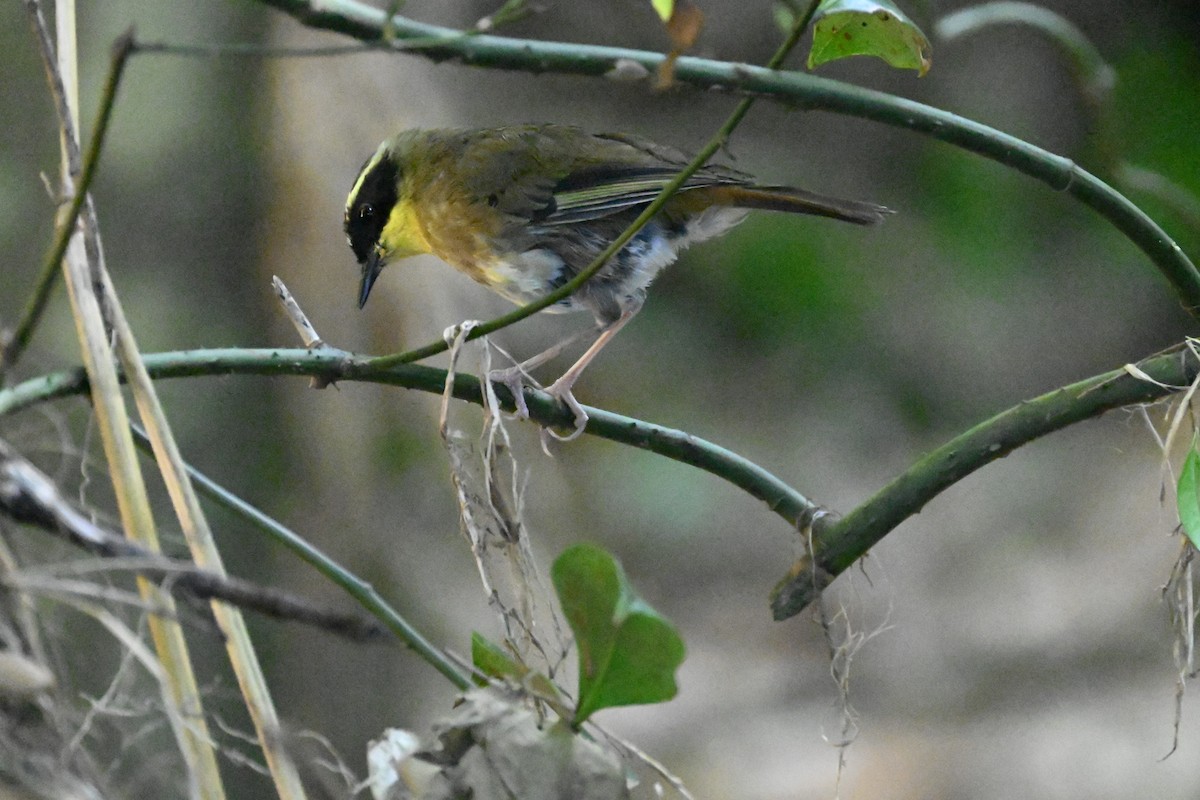 Yellow-throated Scrubwren - ML646231700