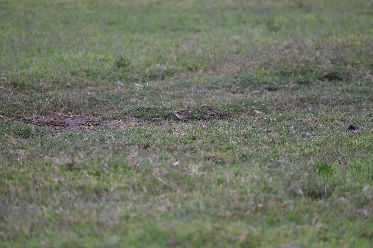 Plain-backed Pipit - ML646231704