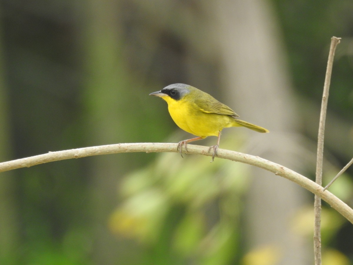 Southern Yellowthroat - ML646231716