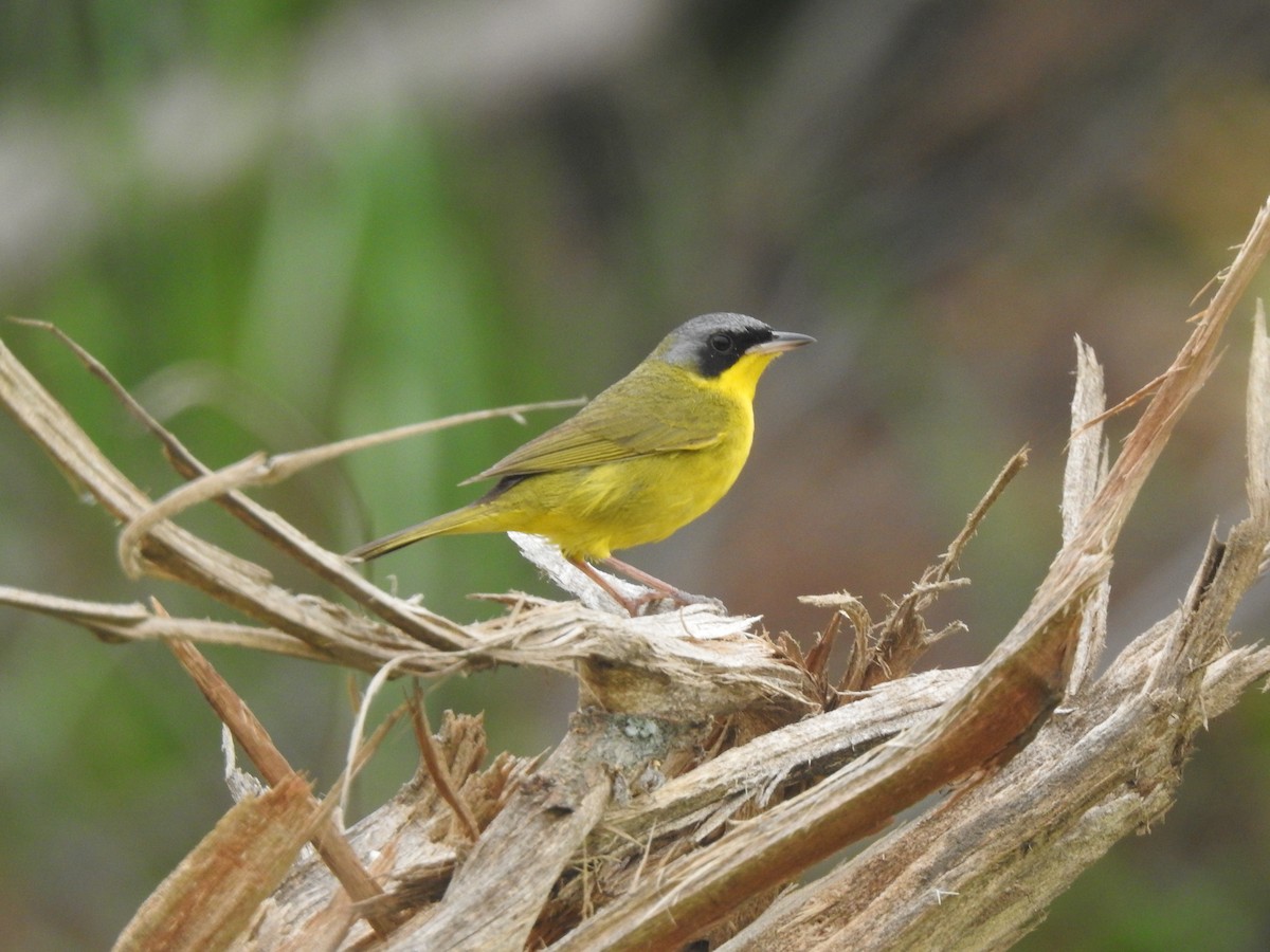 Жовтогорлик східний - ML646231717