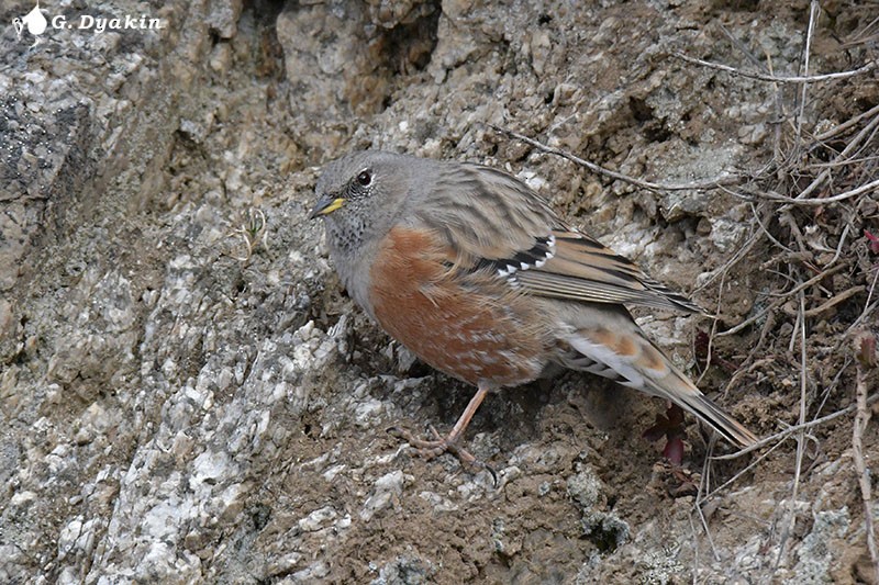 Alpine Accentor - ML646231718
