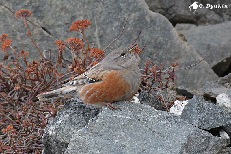Alpine Accentor - ML646231721