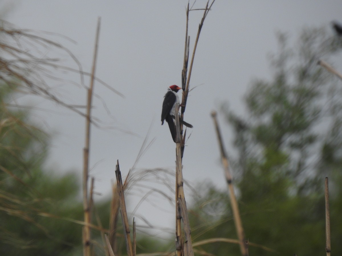 Пароарія жовтодзьоба - ML646231724