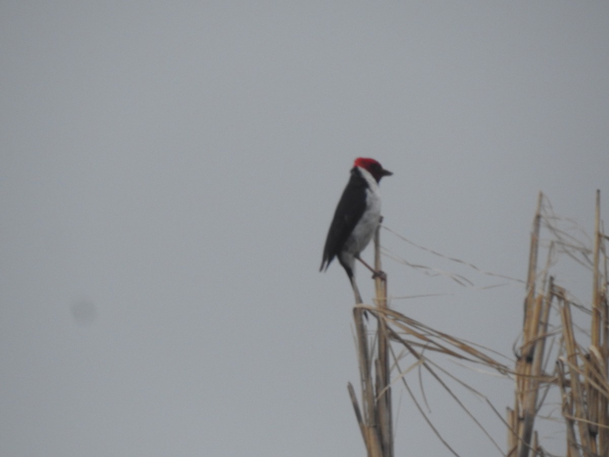 Пароарія жовтодзьоба - ML646231725