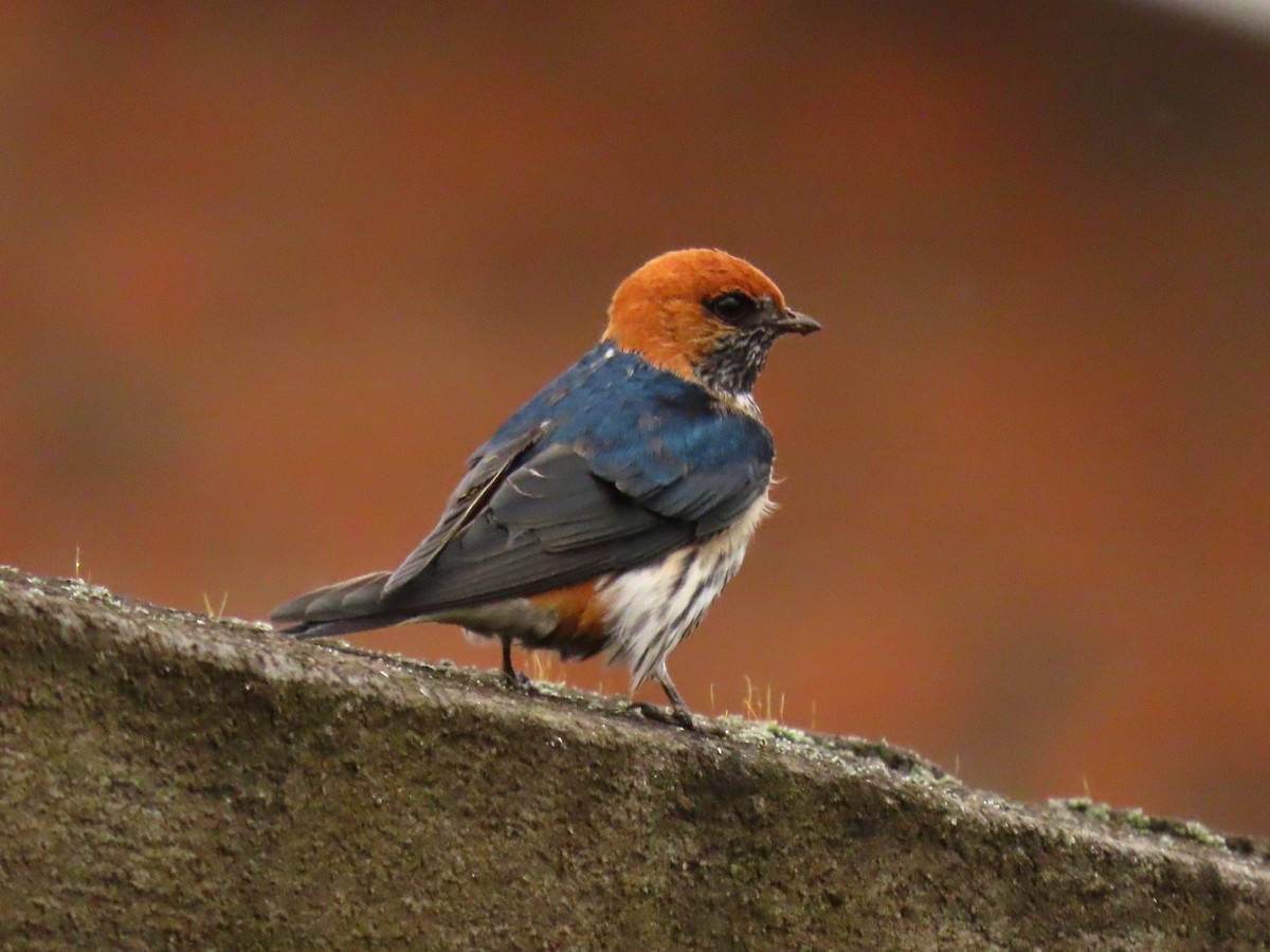 Ластівка абісинська - ML646231726