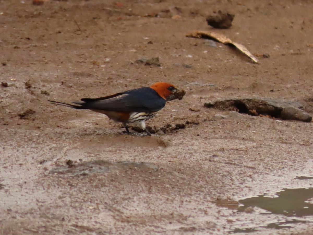 Ластівка абісинська - ML646231727