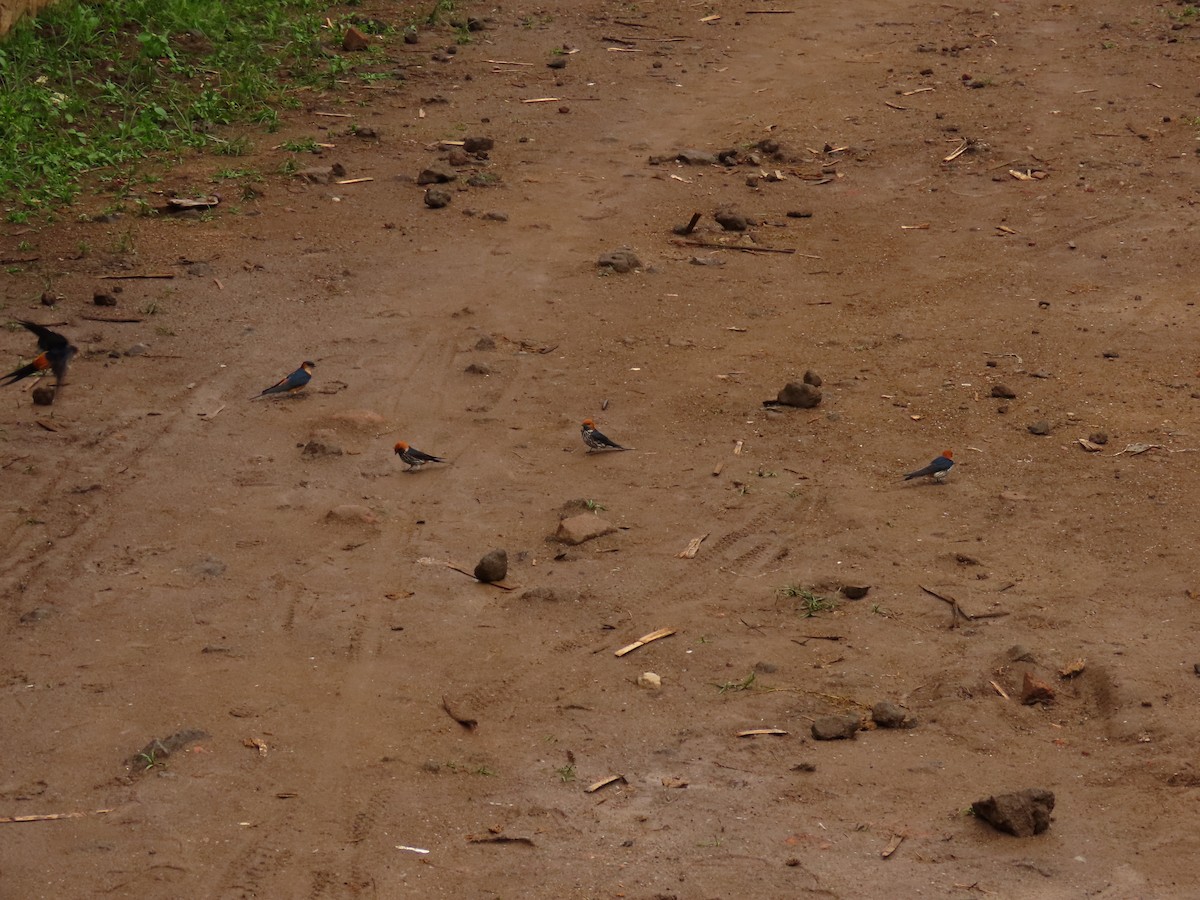 Ластівка абісинська - ML646231728