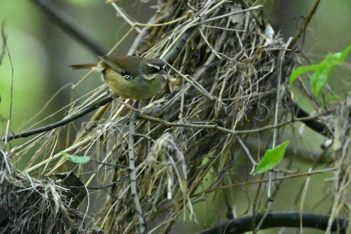 Кущовик білочеревий - ML646231729