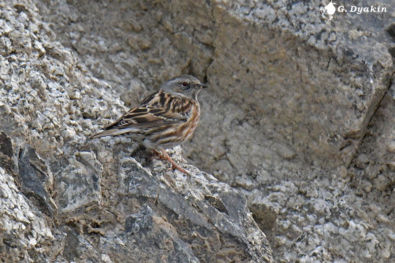 Altai Accentor - ML646231730
