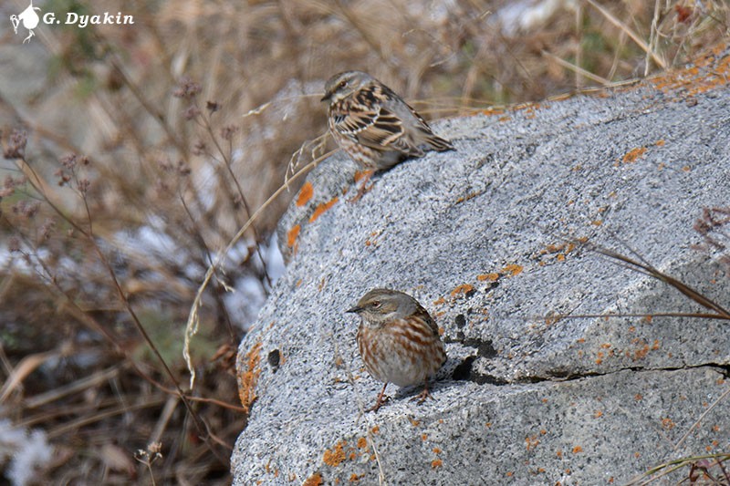 Altai Accentor - ML646231731