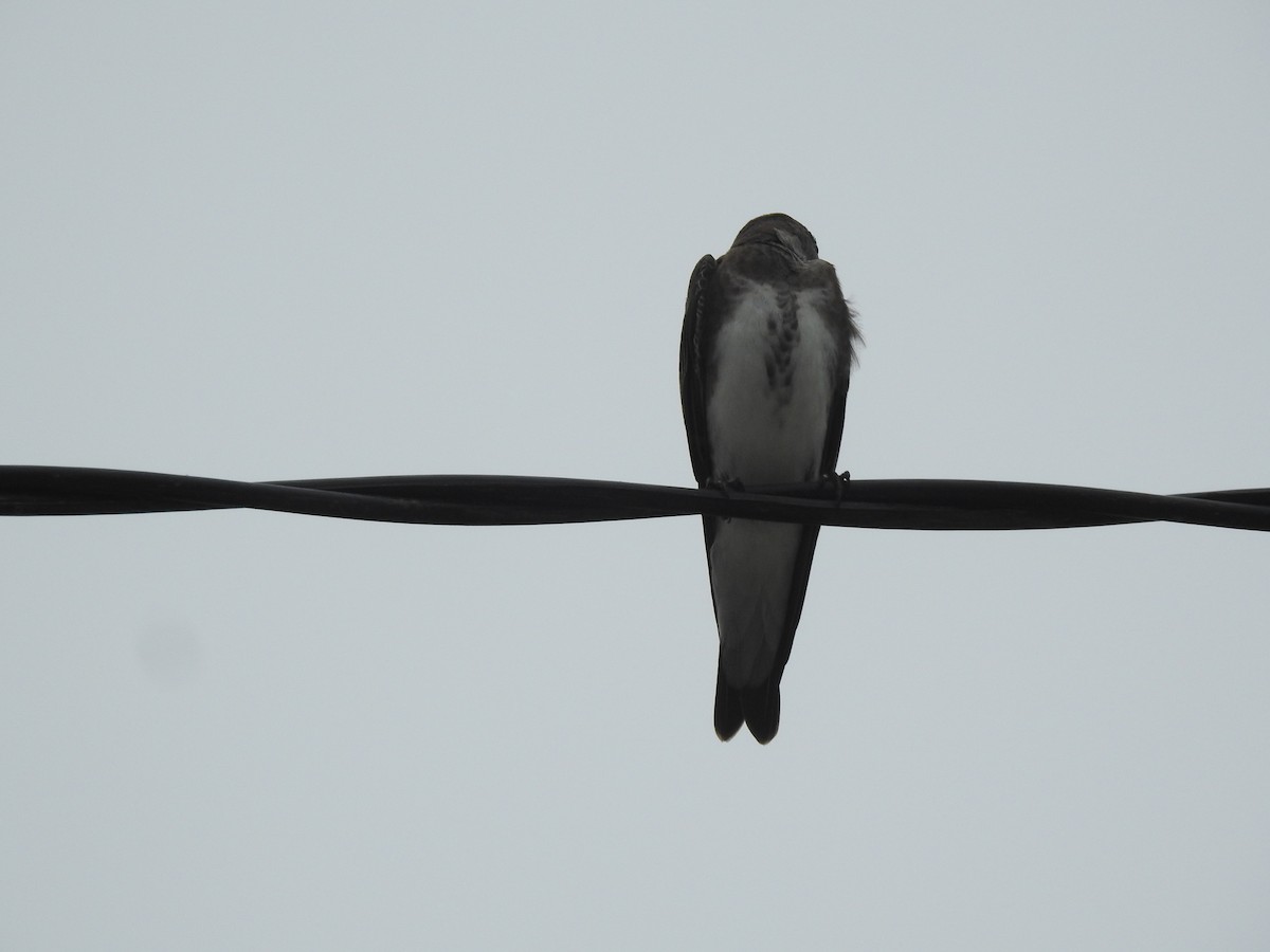 Щурик бурий - ML646231734