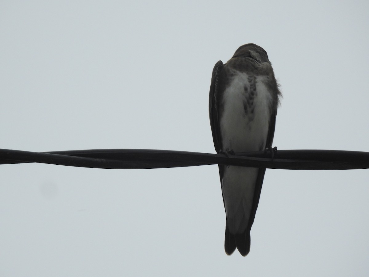 Щурик бурий - ML646231735