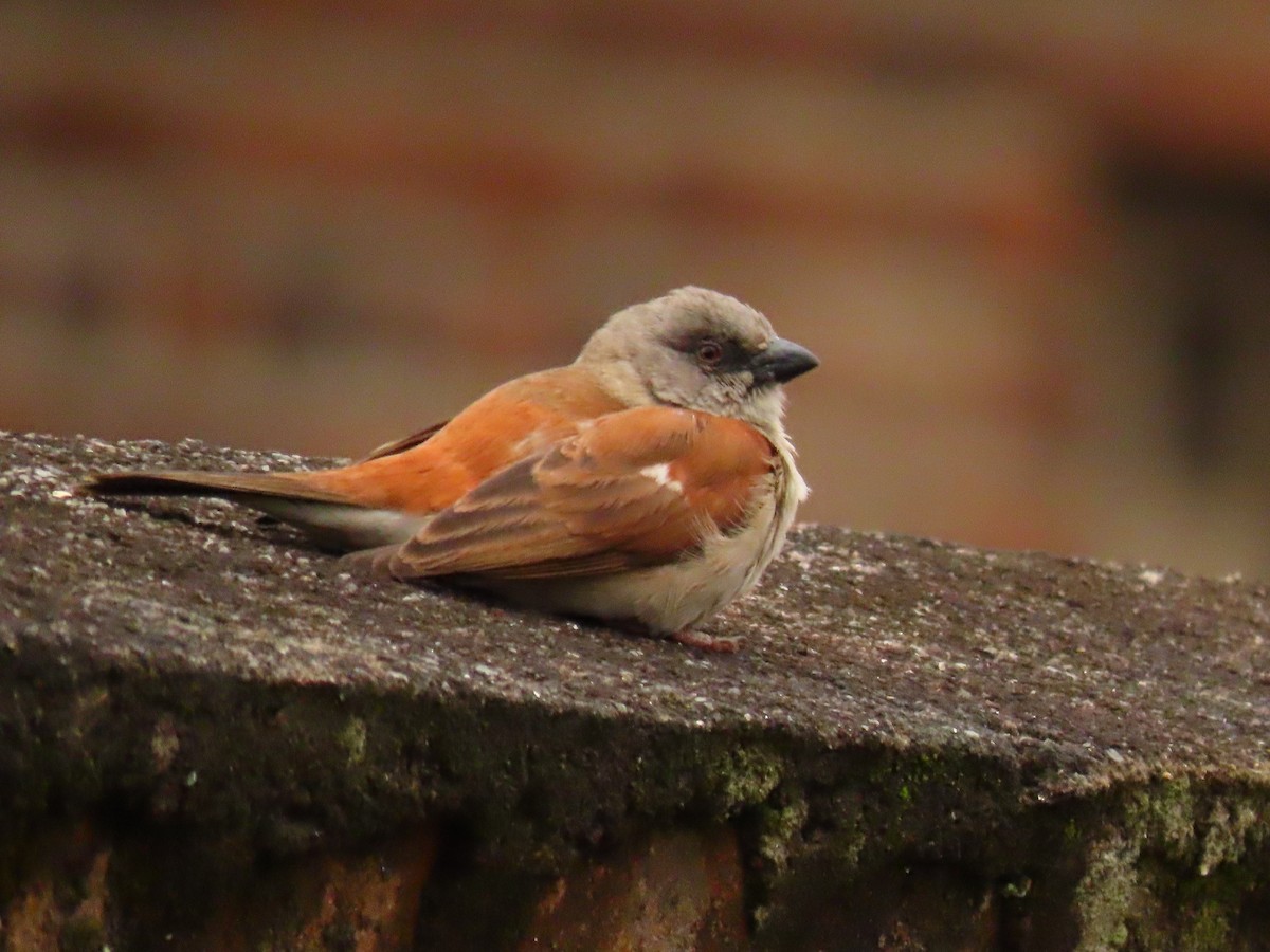 Горобець сіроголовий - ML646231737