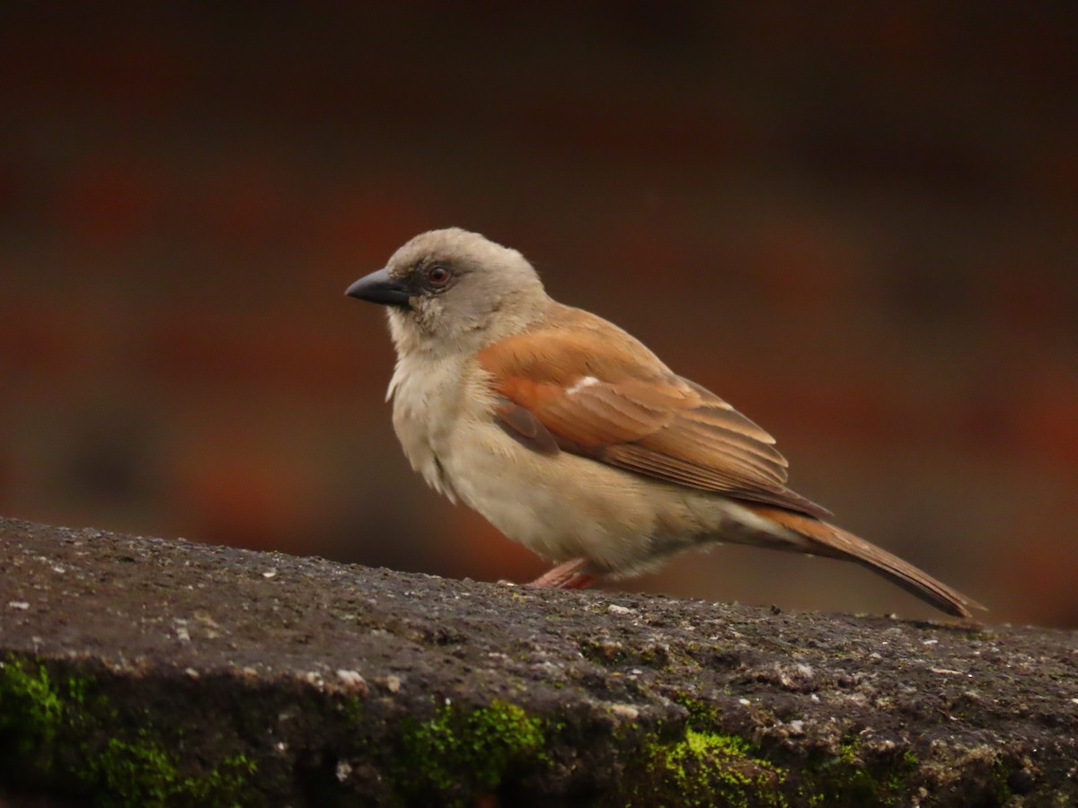 Горобець сіроголовий - ML646231738