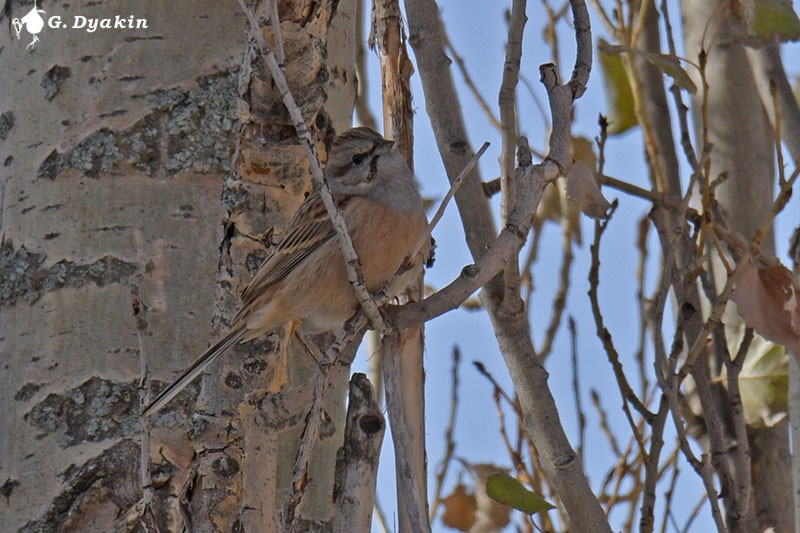 Godlewski's Bunting - ML646231741