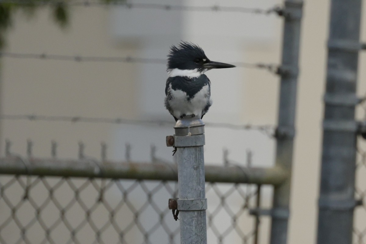 Рибалочка-чубань північний - ML646231742