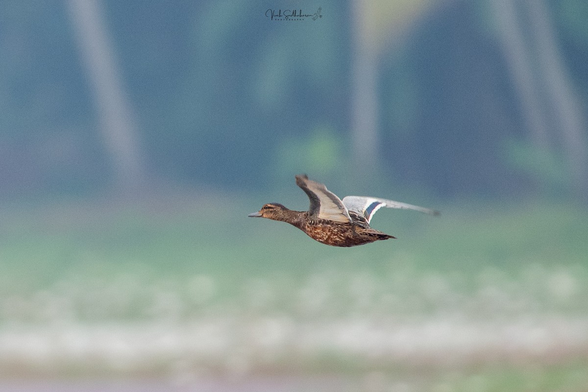 Чирянка велика - ML646231745