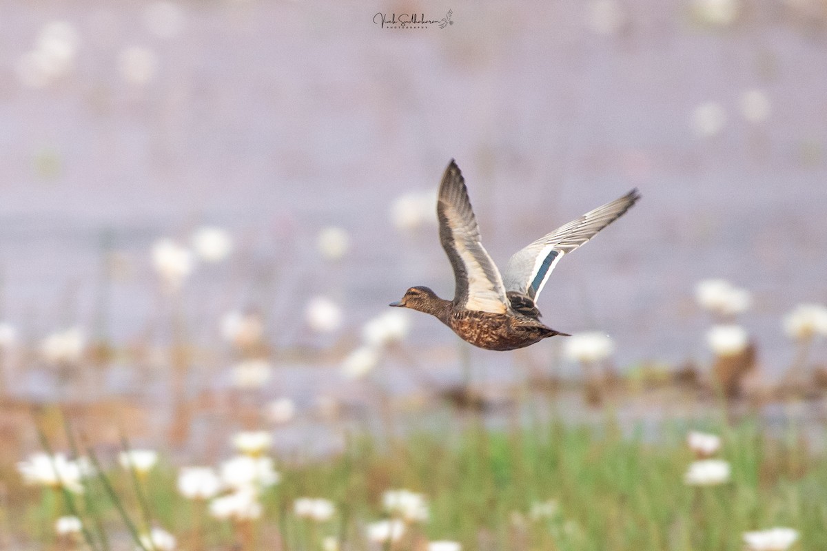 Чирянка велика - ML646231746