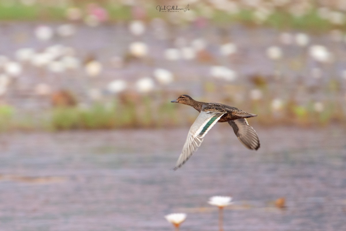 Чирянка велика - ML646231747