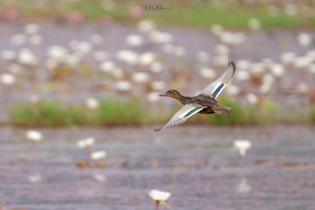 Чирянка велика - ML646231748