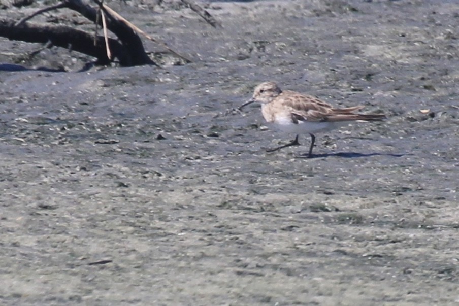 Побережник канадський - ML646231749