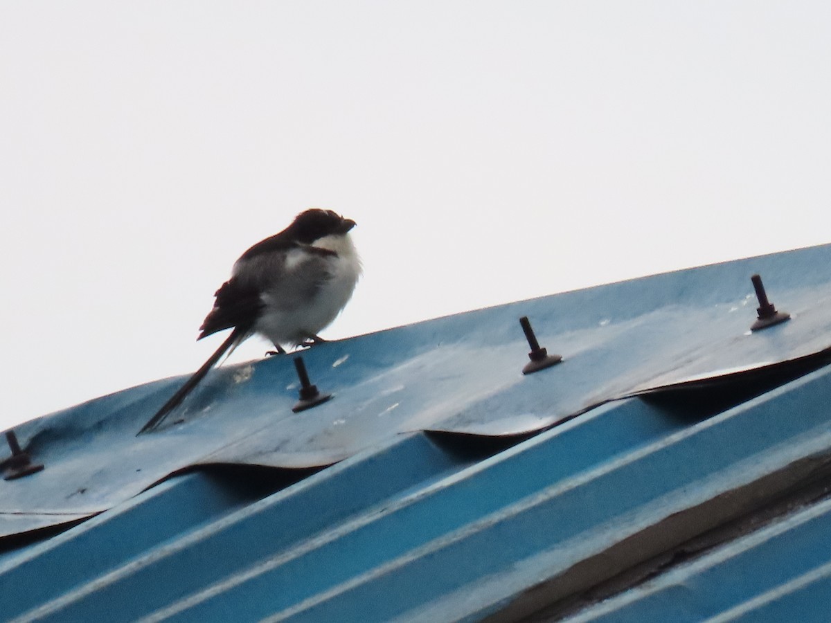 Сорокопуд еполетовий - ML646231750