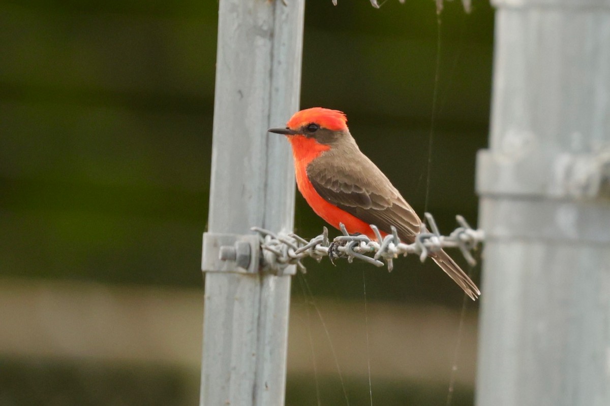 Vermilion Flycatcher - ML646231751