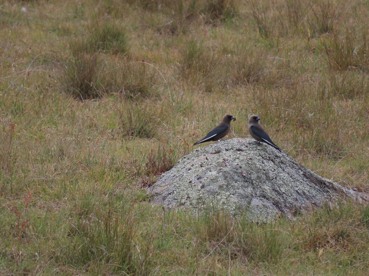 Dusky Woodswallow - ML646231752