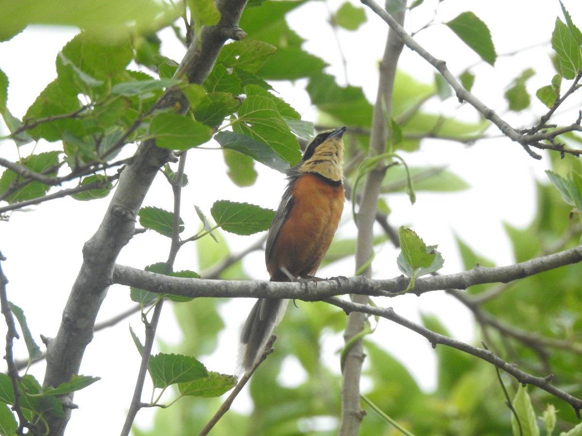 Оброзник південний - ML646231753