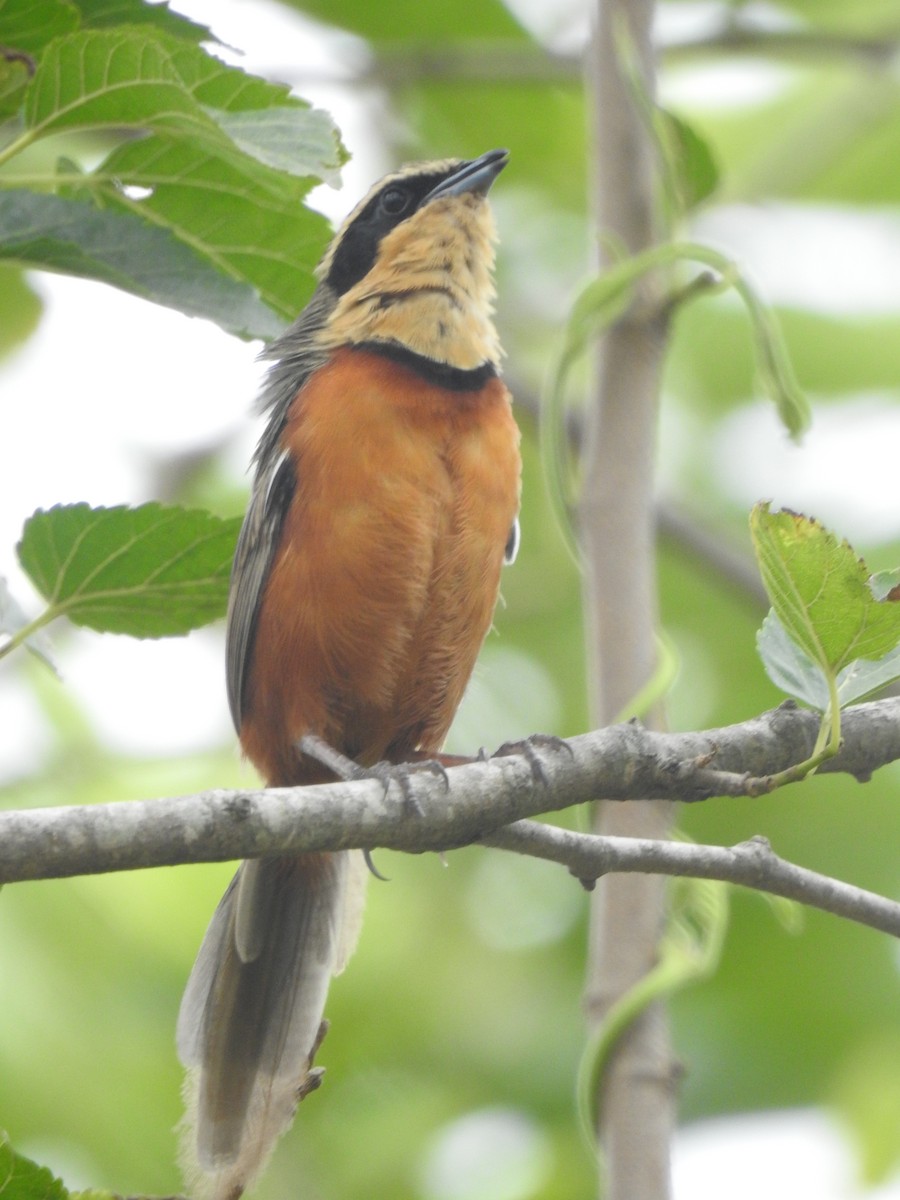 Оброзник південний - ML646231754